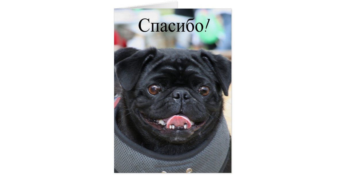 russian pug спасибо russian pug thank you card zazzle russian pug спасибо russian pug thank you card zazzle