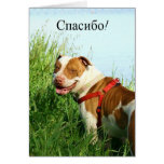 спасибо Russian Thank you Pitbull greeting card