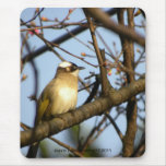 白頭翁Chinese Bulbul Bird On Cherry Branches Mousepads