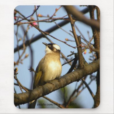 白頭翁Chinese Bulbul Bird On Cherry Branches Mousepads by riverme