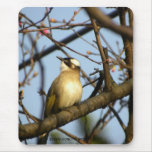 白頭翁Chinese Bulbul Bird On Cherry Branches mousepads