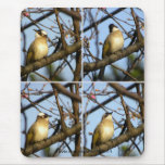白頭翁Chinese Bulbul Bird On Cherry Branches Mouse Pads