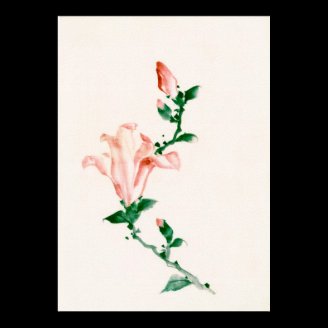 葛飾北斎 Pink Blossoms, Katsushika Hokusai Print