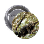 001Bearcat Pin