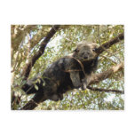 001Bearcat Postcards