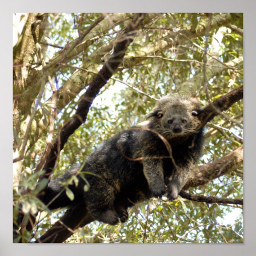 001Bearcat Print