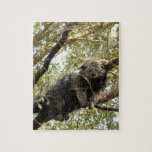 001Bearcat Puzzles