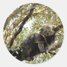 001Bearcat Sticker