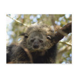 002Bearcat Post Card