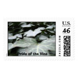 00304_ivy_1920x1200, Pride of the Vine postage