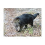 003Bearcat Postcards