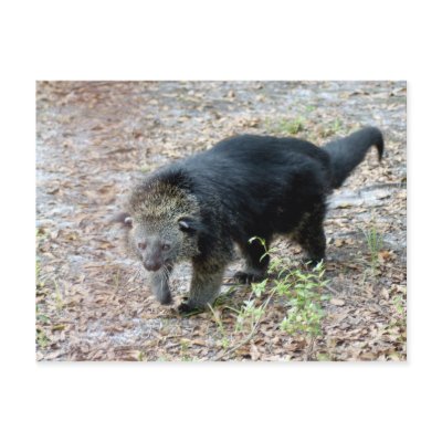 003Bearcat Postcards by BCRcats
