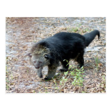 003Bearcat Postcards