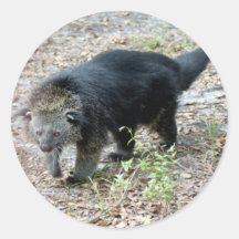 003Bearcat Round Sticker