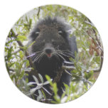004Bearcat Plates