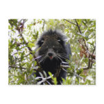 004Bearcat Postcard
