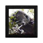 005Bearcat Keepsake Box