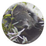 005Bearcat Plate
