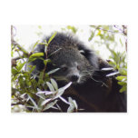005Bearcat Post Cards