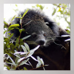 005Bearcat Print