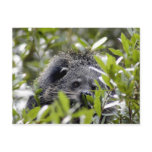006Bearcat Postcard
