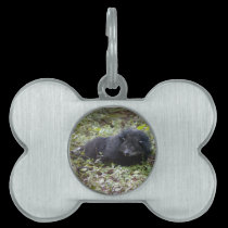 008Bearcat-edt pet tags