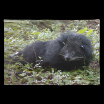 008Bearcat-edt placemats