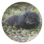 008Bearcat-edt Dinner Plate