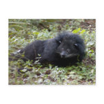 008Bearcat-edt Post Card