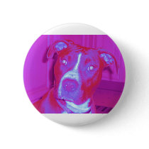 019 (1) perfect puppy pic of Brandy (1)red white a