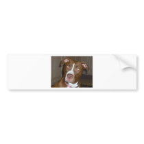 019 (1) perfect puppy pic of Brandy Bumper Sticker