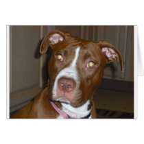 019 (1) perfect puppy pic of Brandy Greeting Cards