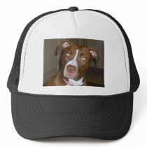019 (1) perfect puppy pic of Brandy Hats