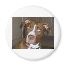 019 (1) perfect puppy pic of Brandy Magnet