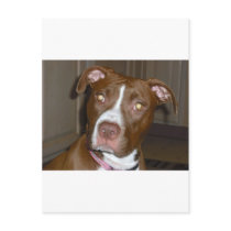 019 (1) perfect puppy pic of Brandy Postcards