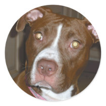 019 (1) perfect puppy pic of Brandy Round Stickers