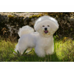 01, DE ISHBILIA BICHON FRISE TEES