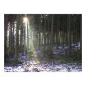 02 Sunny spot in Forest posters