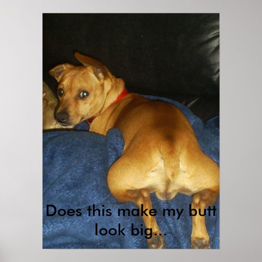 042 Does This Make My Butt Look Big Poster Zazzle