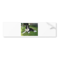 059border collie bumper sticker