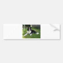059border collie bumper sticker