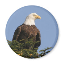 05 08_AK_6760 FRIDGE MAGNETS