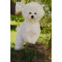 09, DE ISHBILIA BICHON FRISE t-shirts