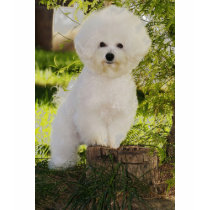 09, DE ISHBILIA BICHON FRISE t-shirts