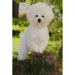 09, DE ISHBILIA BICHON FRISE t-shirts