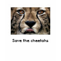 0,,5624474,00, Save the cheetahs t-shirts