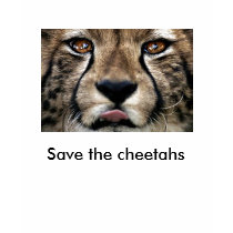 0,,5624474,00, Save the cheetahs t-shirts