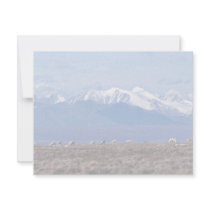 1002 Area: Caribou with mountain backdrop invitations