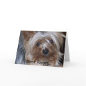100_0045, Yorkie Greeting Card by KPruitt 100_0045, Yorkie Greeting Card