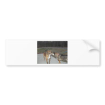 100_0050.JPG BUMPER STICKERS